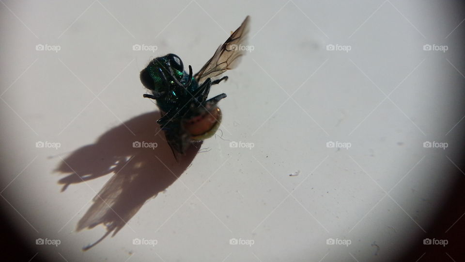 Rainbow fly. fly on the windowsill