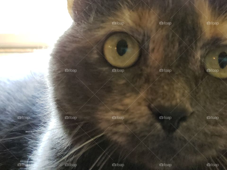 Sweet Joey and her beautiful eyes