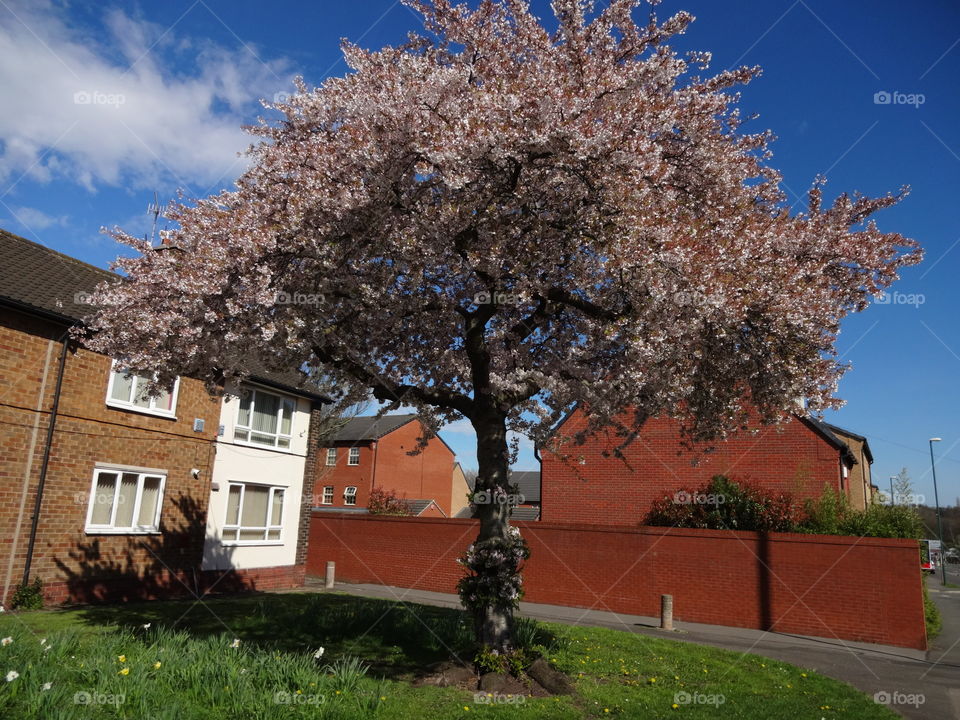 tree. cherry tree