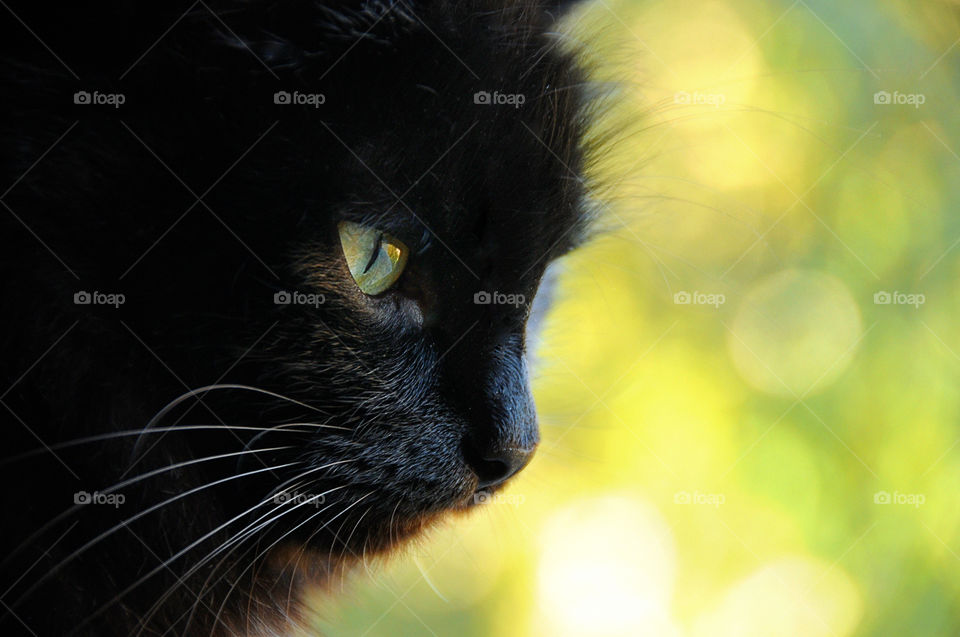 cute black cat on a yellow background
