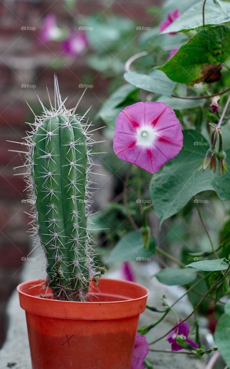 potted cactus plant with wildflower on one side.