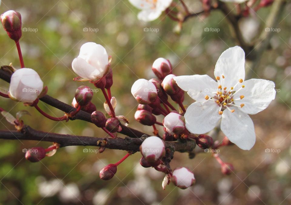 cherry blossom