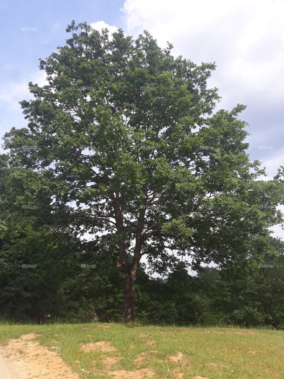 young oak tree