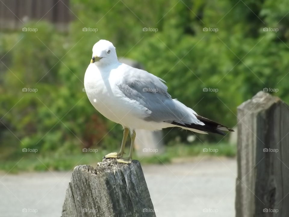 Seagull Standing Guard