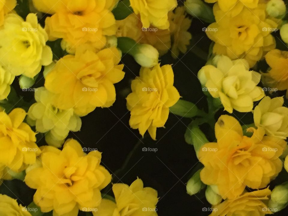 Yellow flower blooms