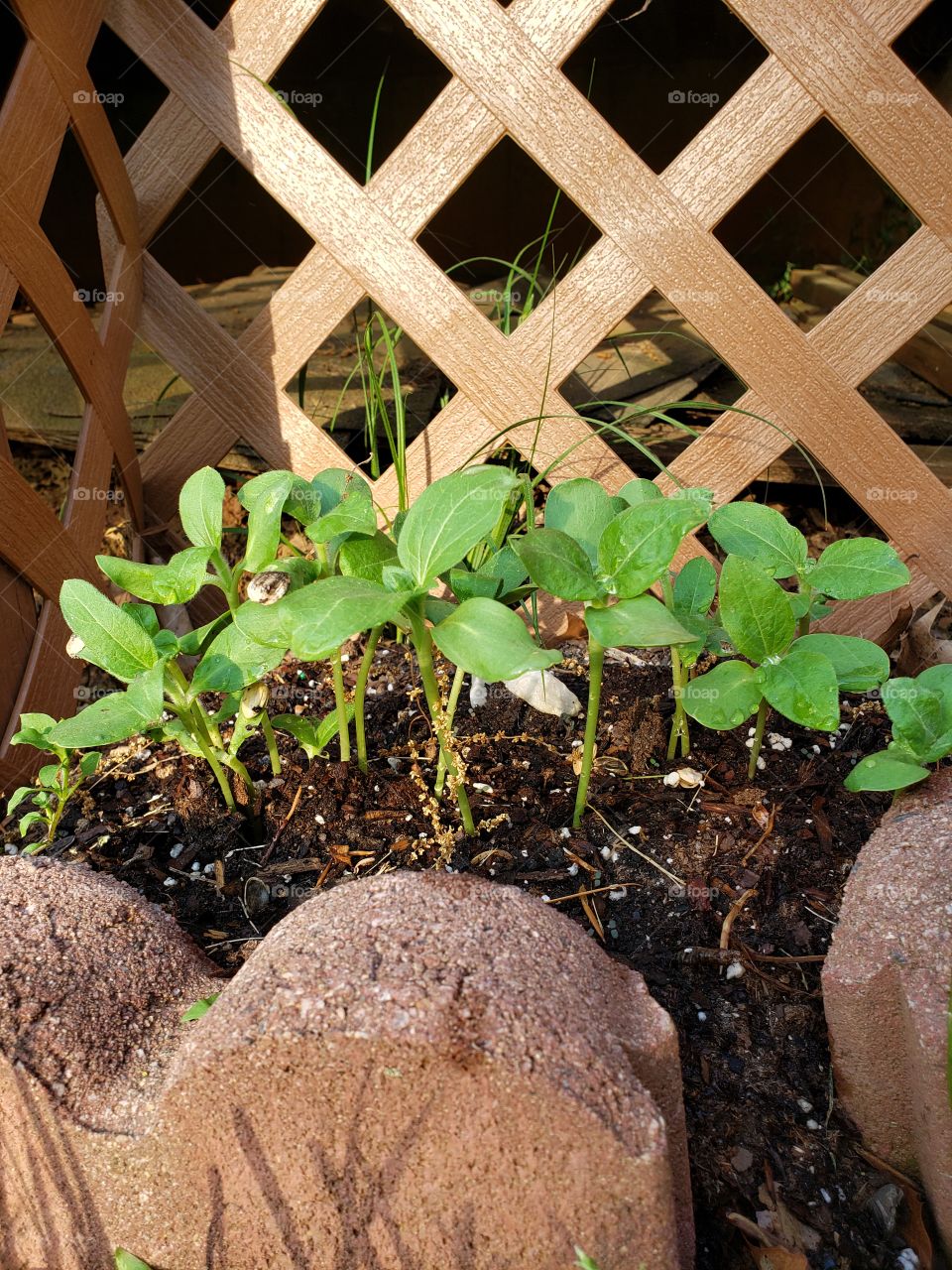 Sunflowers in progress