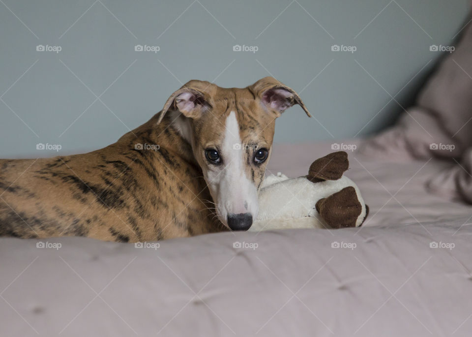 Tiger striped Whippet puppy playing with a stuffed animal bird duck looking in to the camera 
