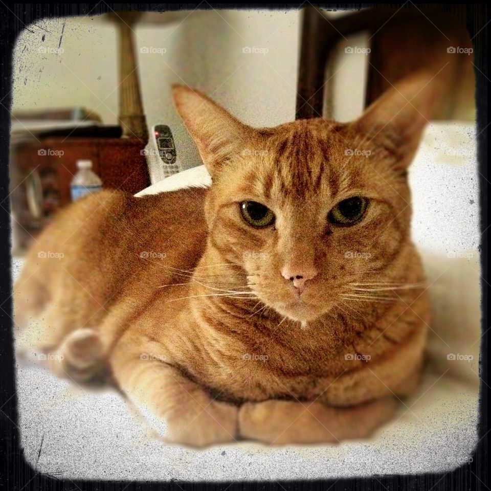 "It's Good to be the King"