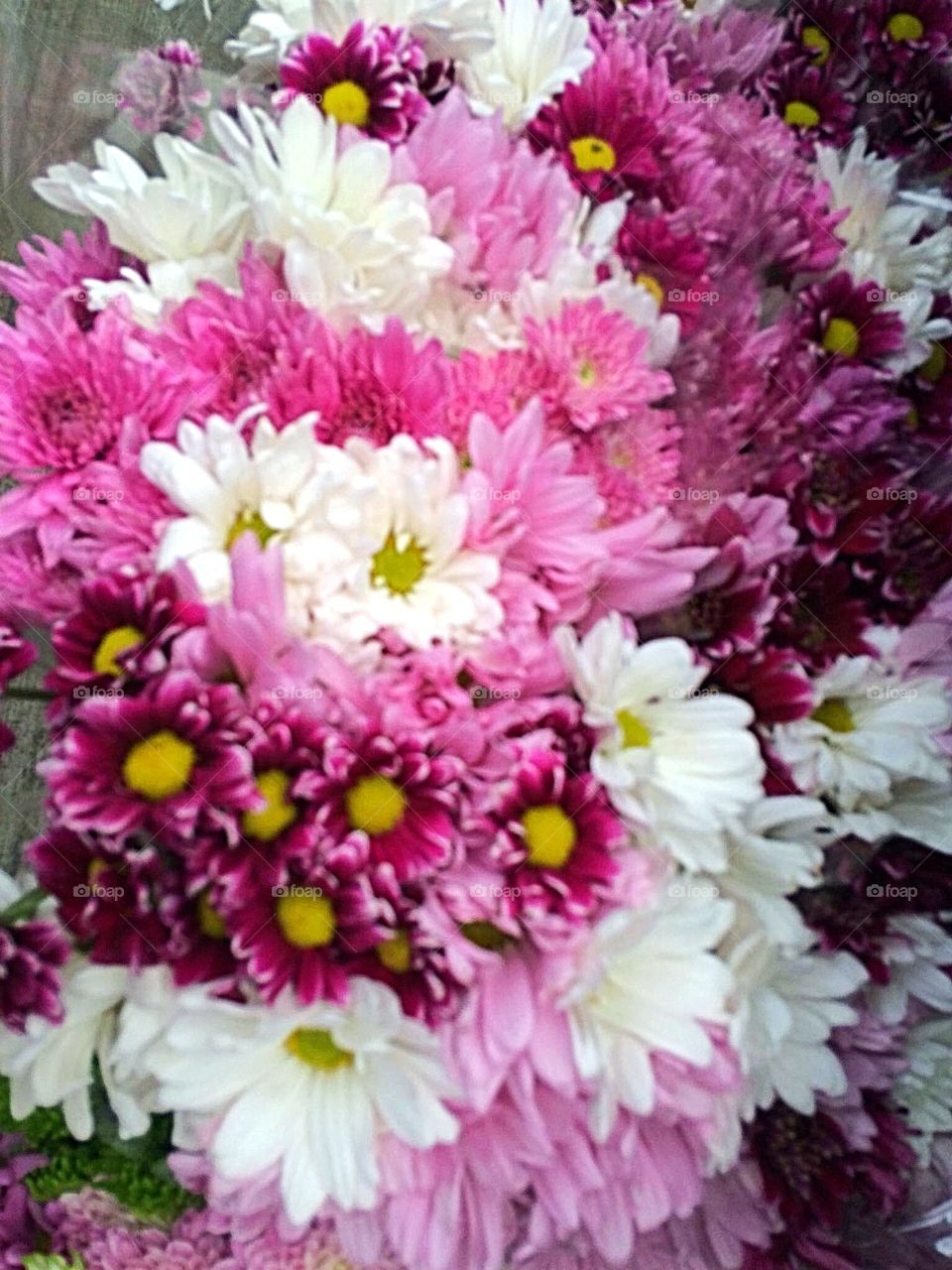 Chrysanthemums 