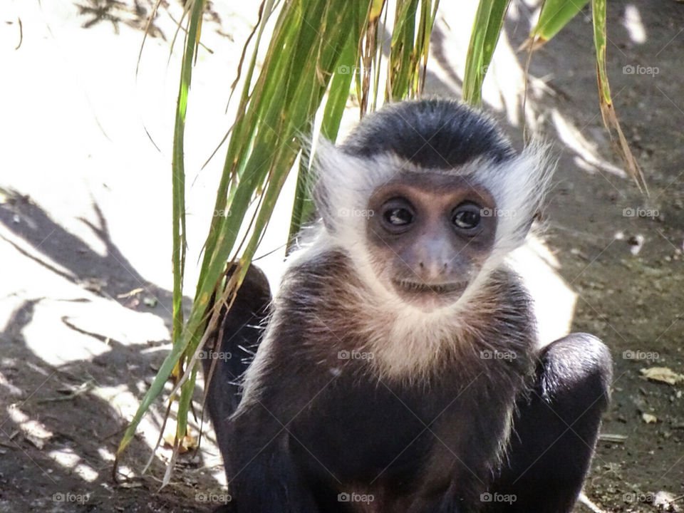 Cute baby Monkey