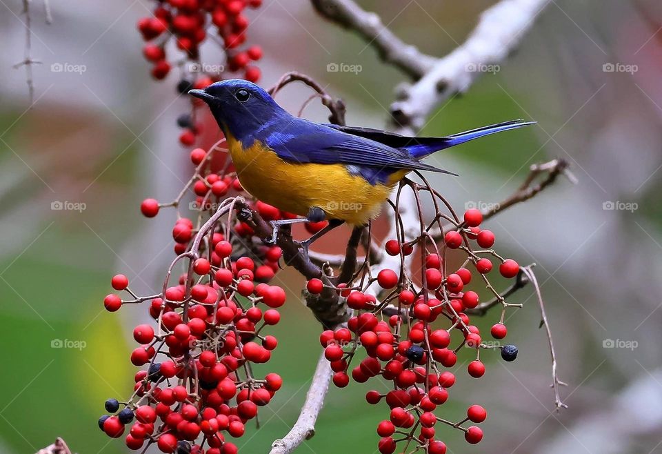 Beautiful and cute bird