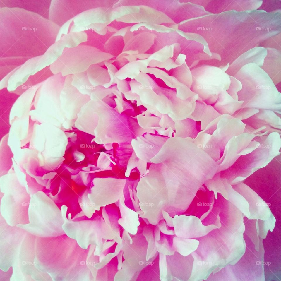 flower love peony pink by omiata