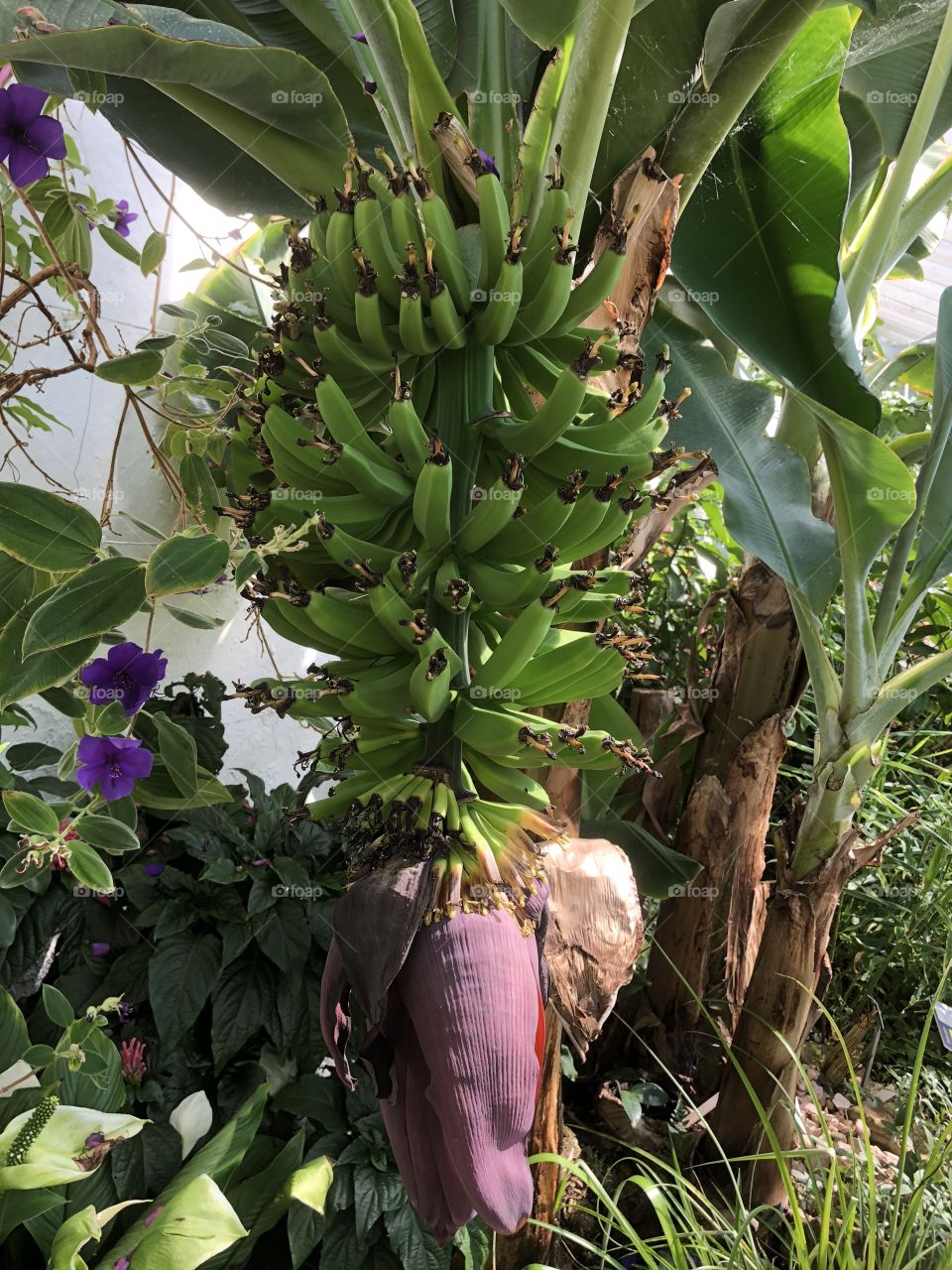 A very well harvested banana tree making for an attractive site of a banana plantation.