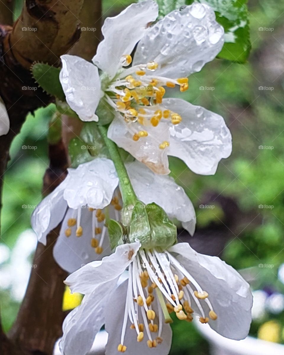 dew drops on cherry blossoms