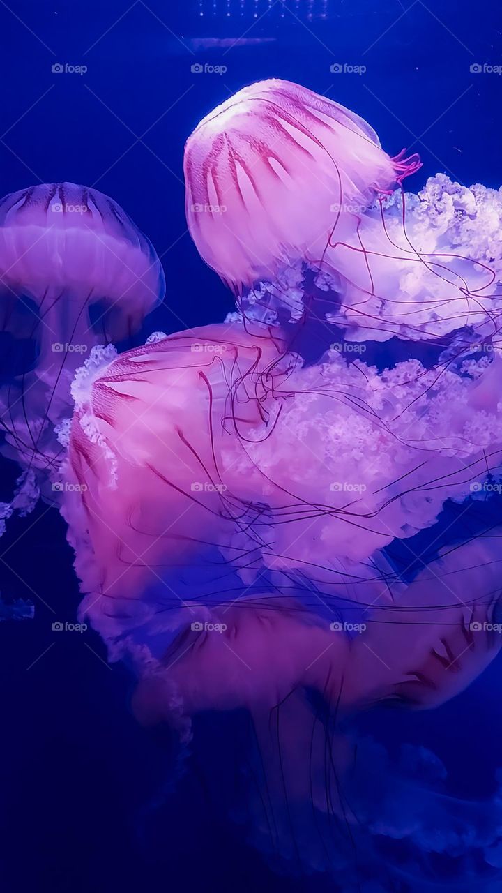 Jellyfish