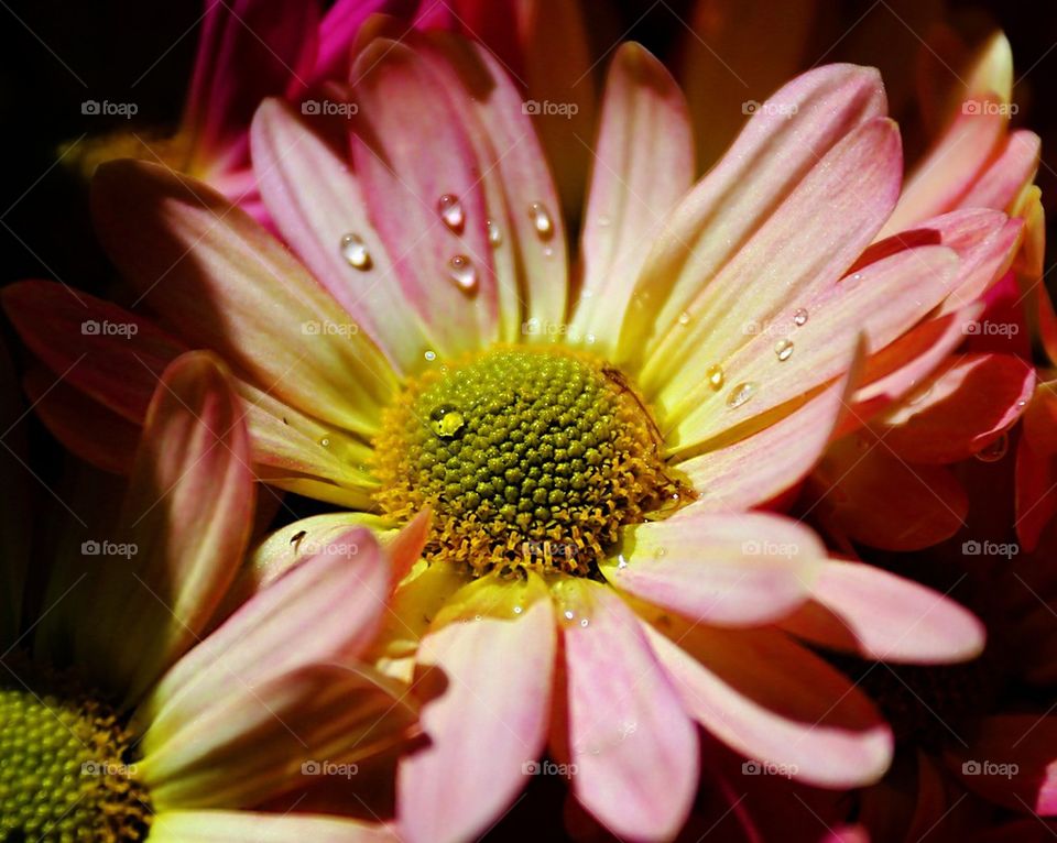 Water drop on flower