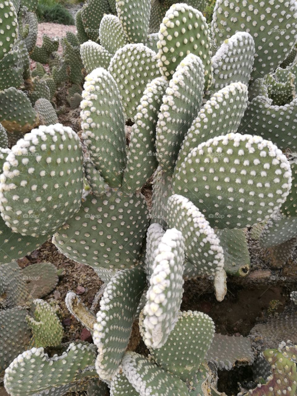 Closeup of beautiful cactus tree with green and white color