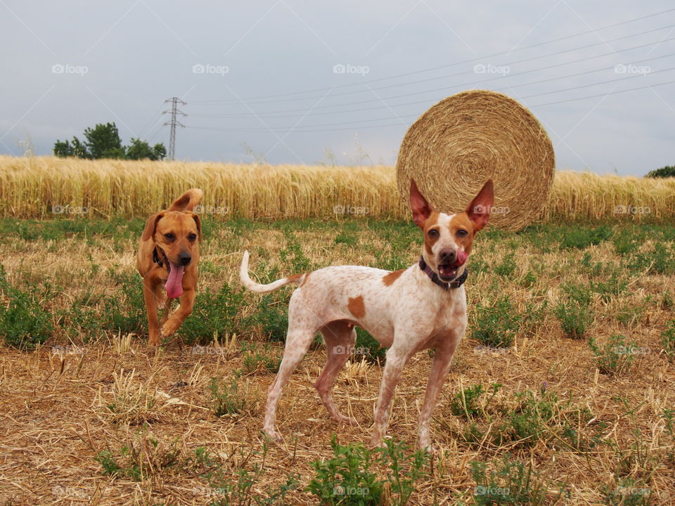 Rural scene with dogs and straw bales
