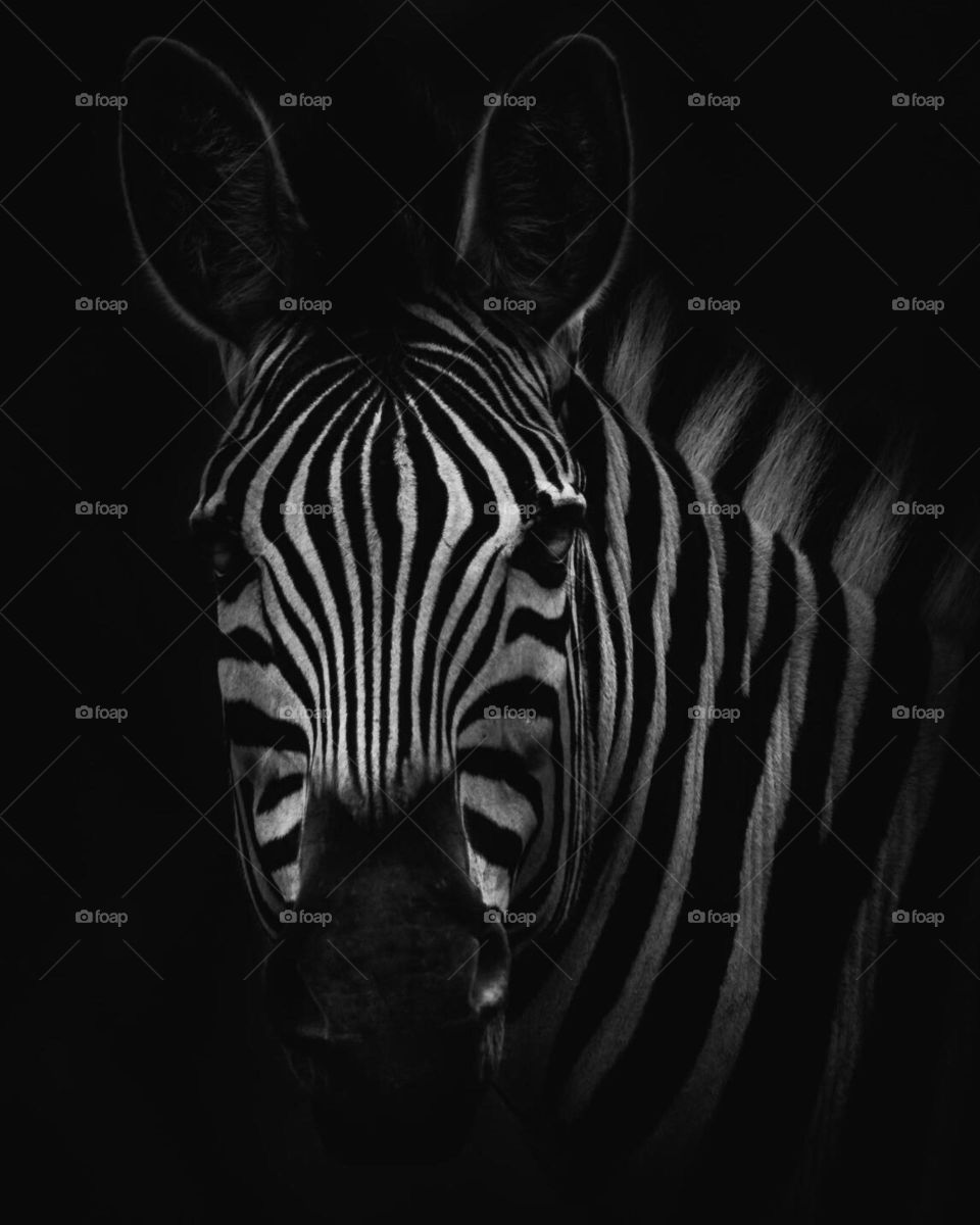 zebra