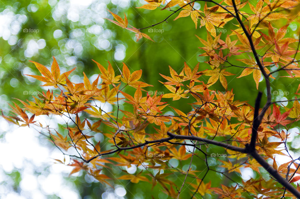 Golden Japanese maple leaves during autumn
