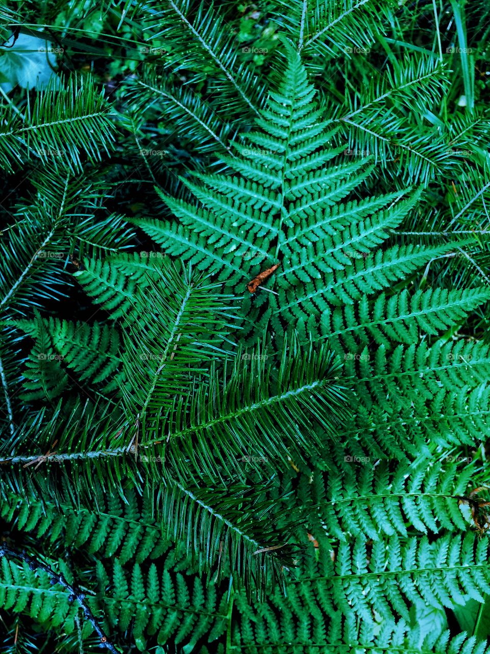 Green leaves fern needles texture 