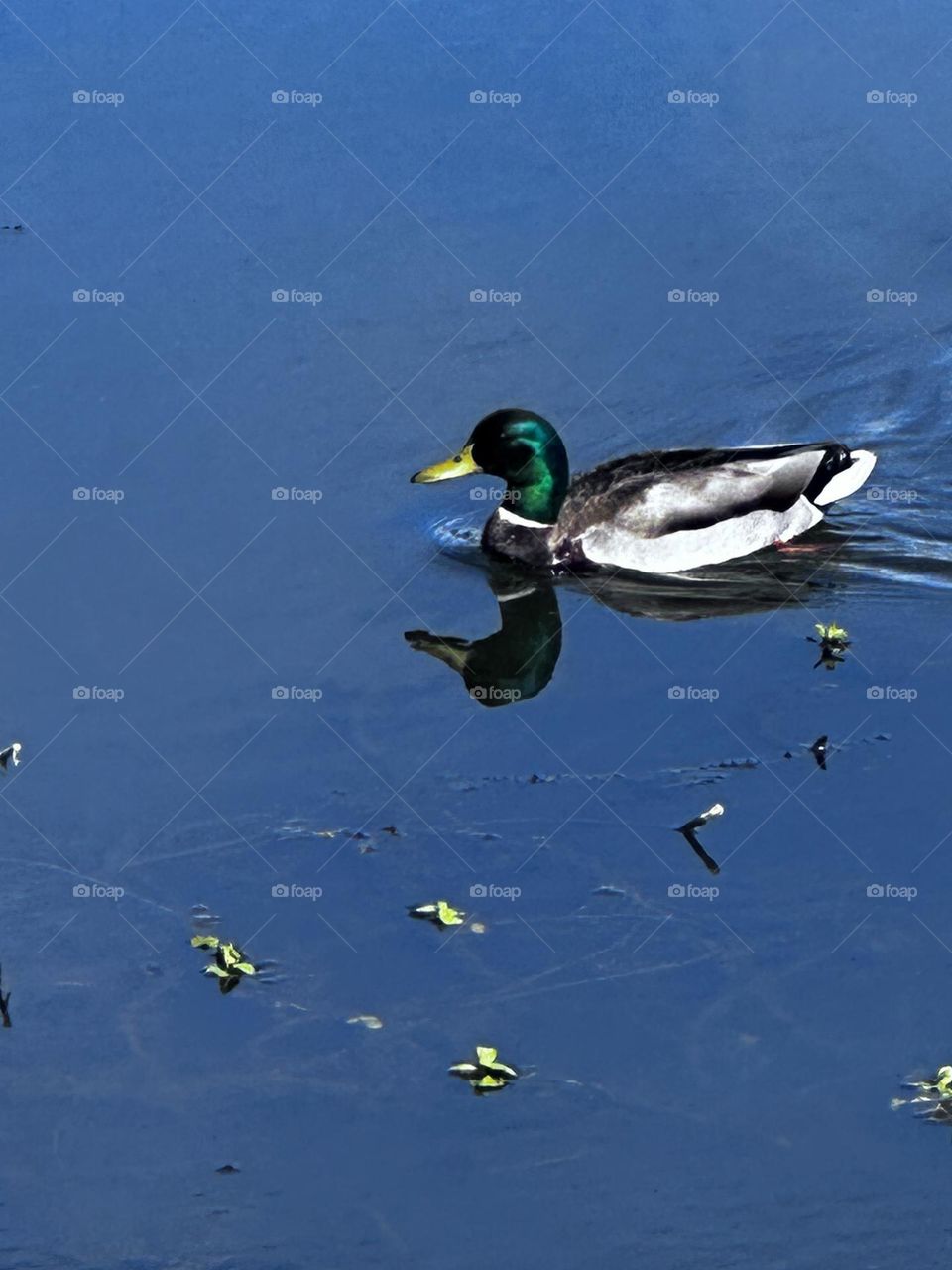 Duck floating on water.