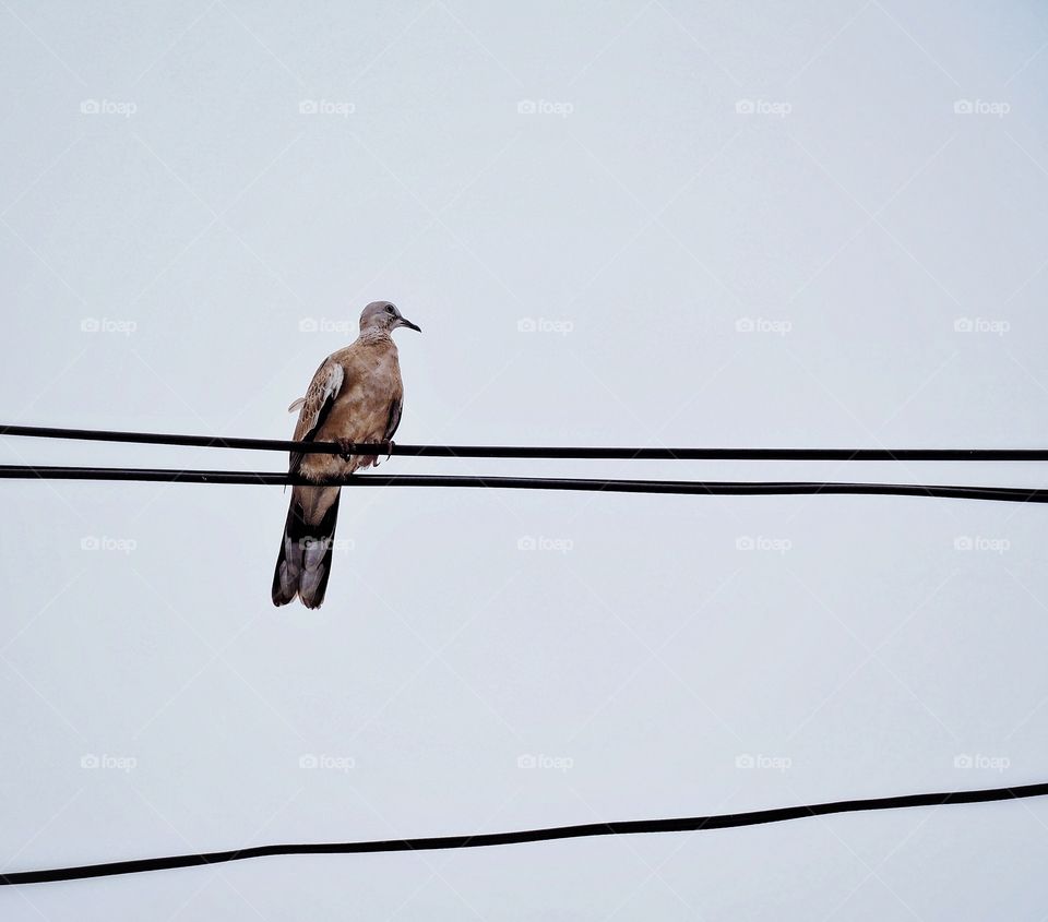 Bird sitting on the electric cord.