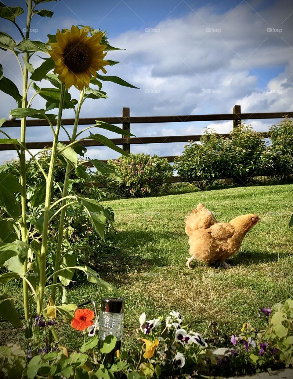 Chicken in garden