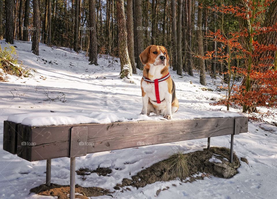 Winter beagle dog