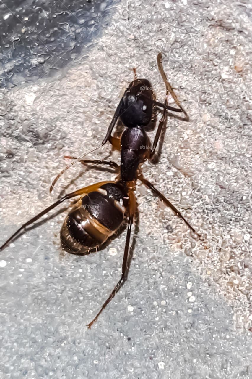 Macro Image: Ant