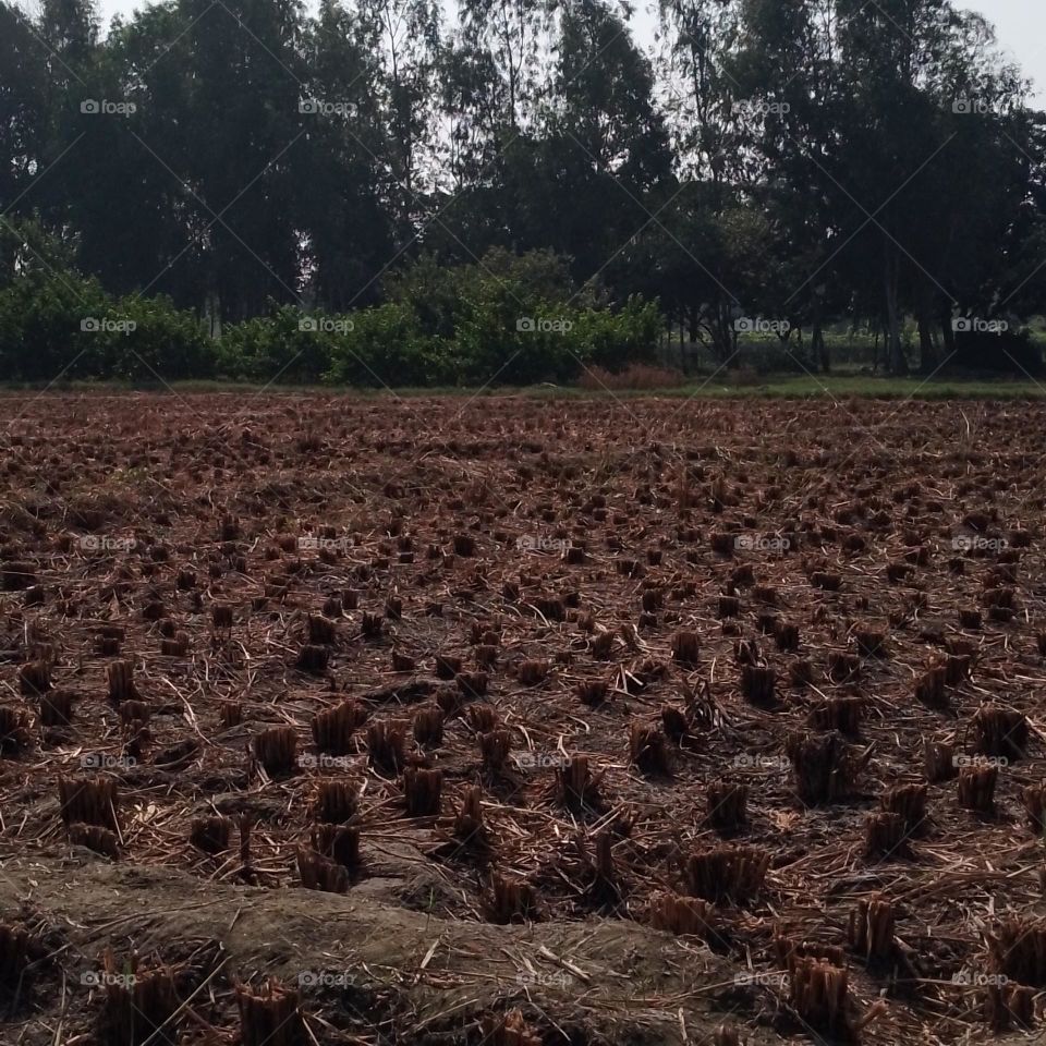 Paddy farming