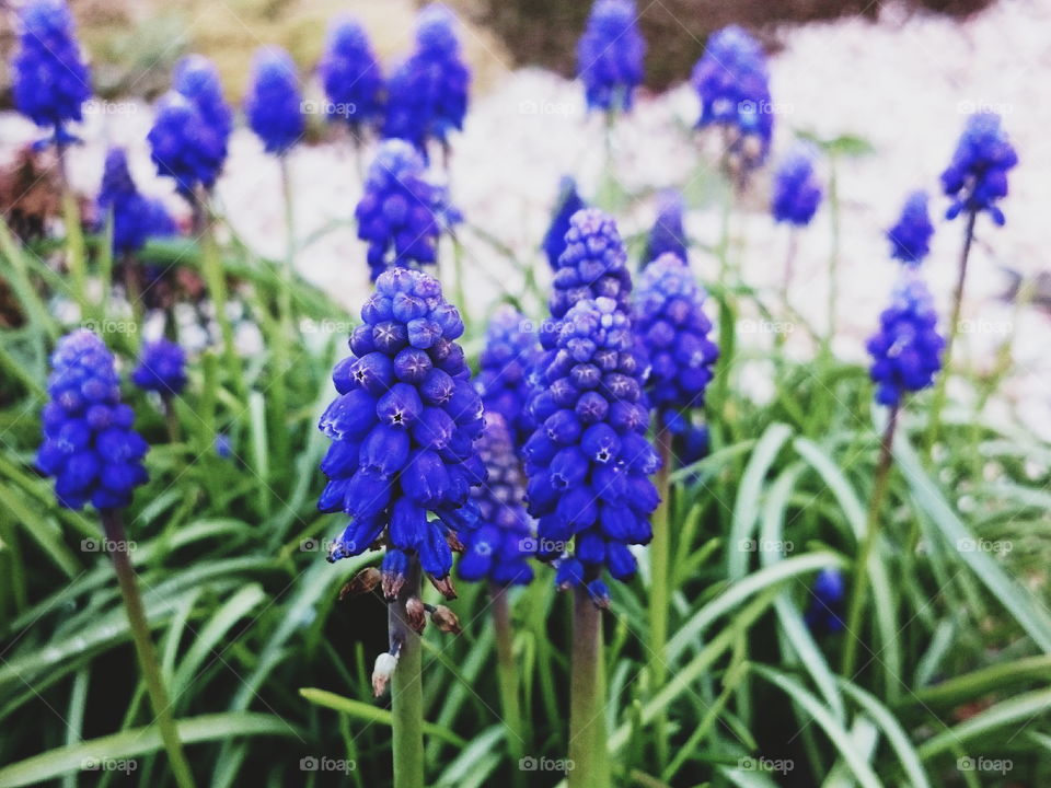 Grape hyacinth