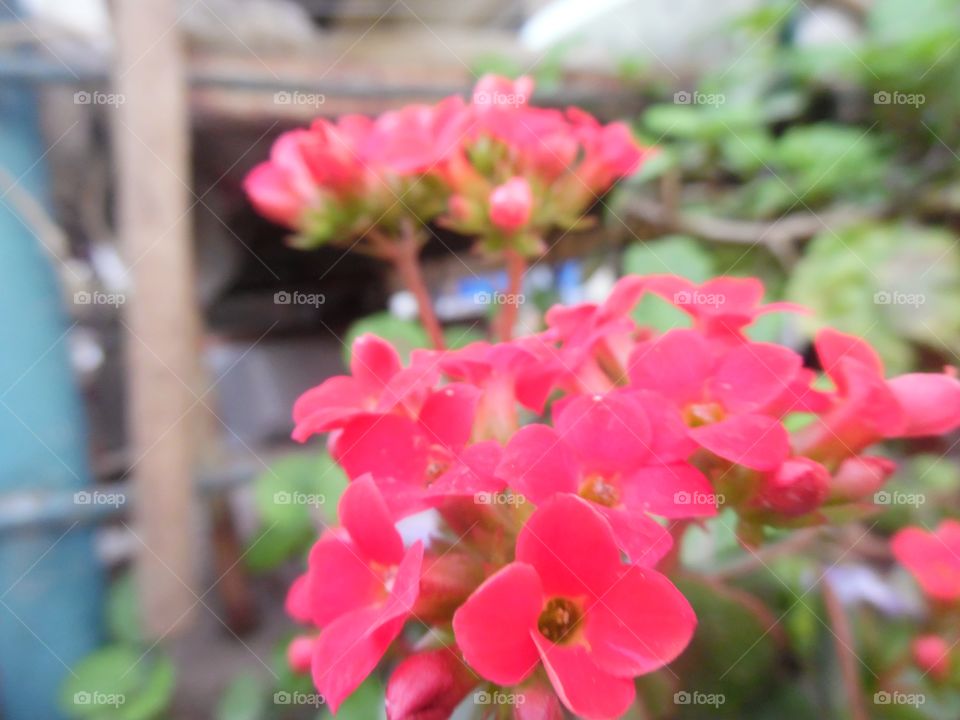 Red flower on Spring