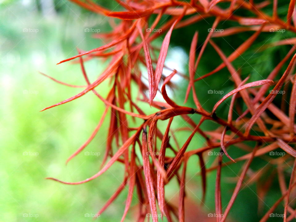 pine needles