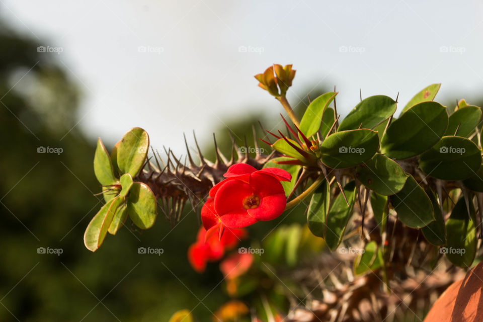 Red flowers 