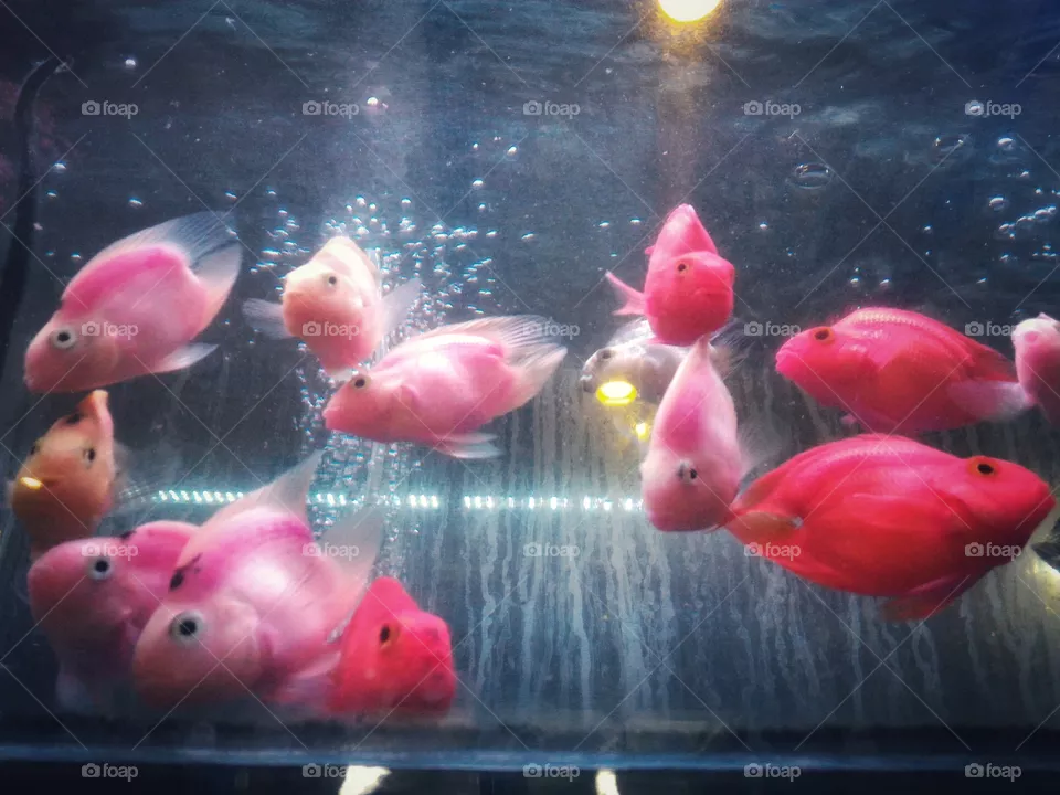 Pink fi