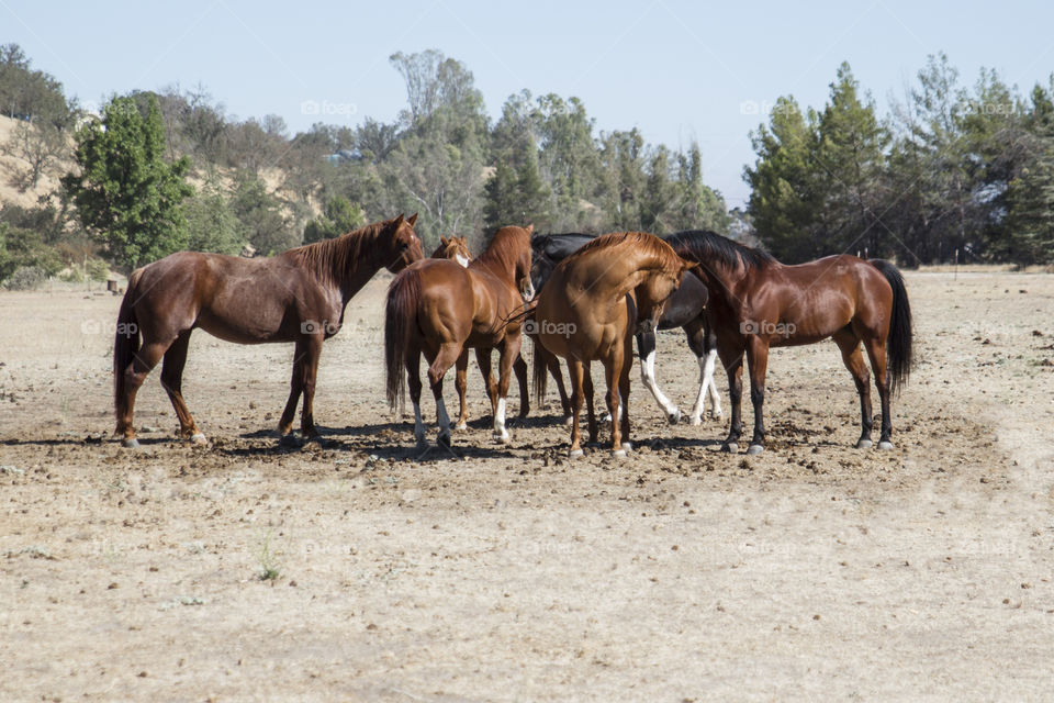 Horses standing in field