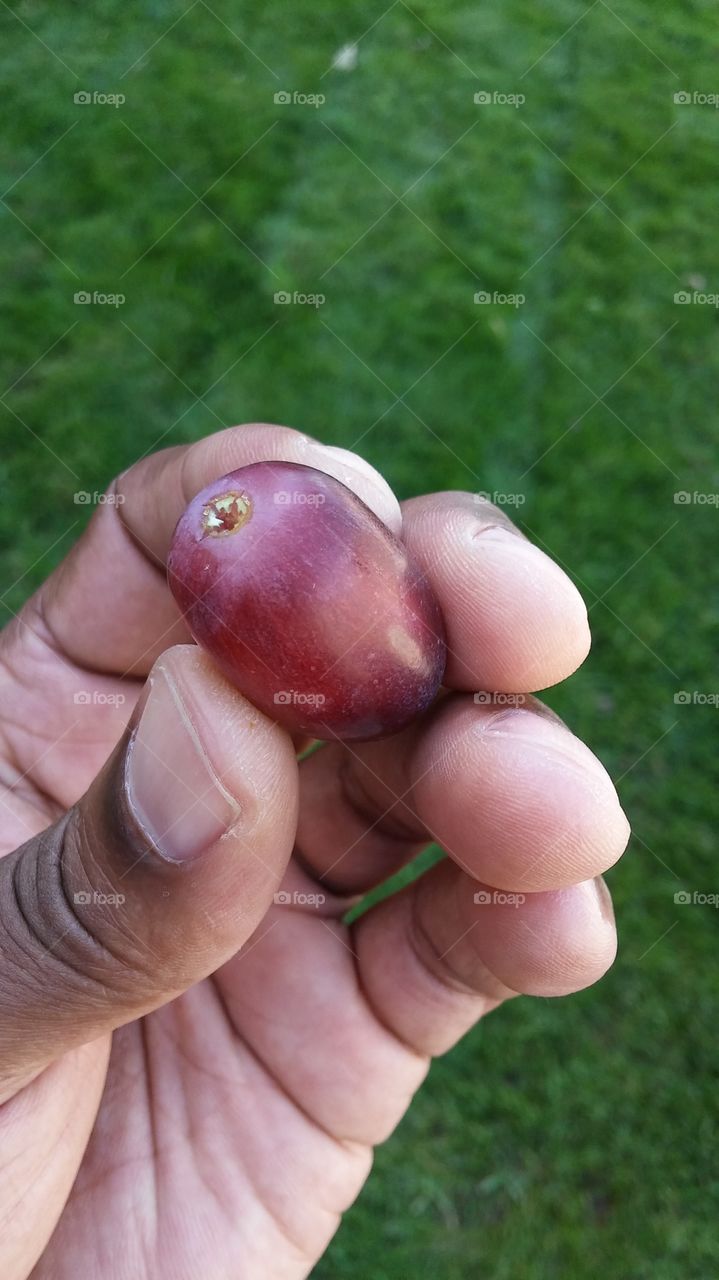 grape