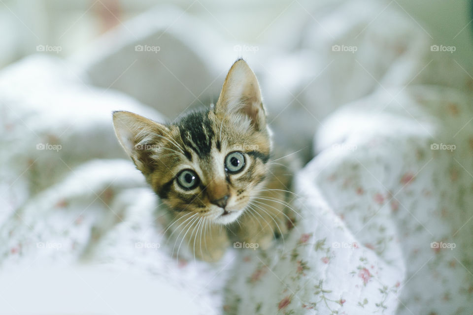 Kitten looking at camera