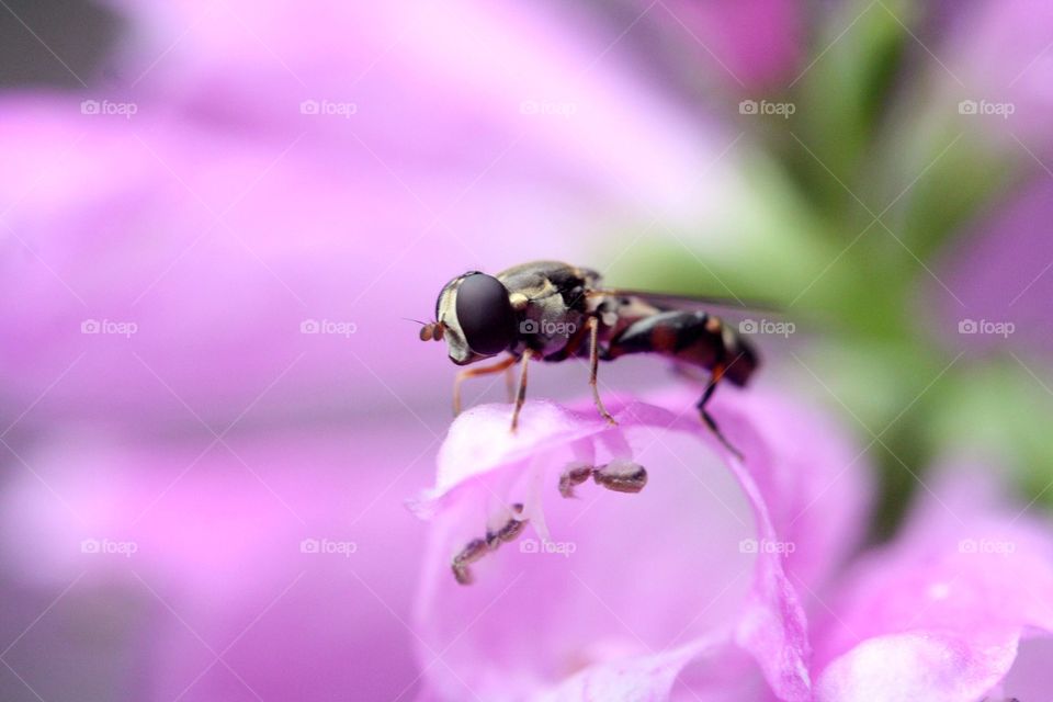 Tiny fly on a pink flower