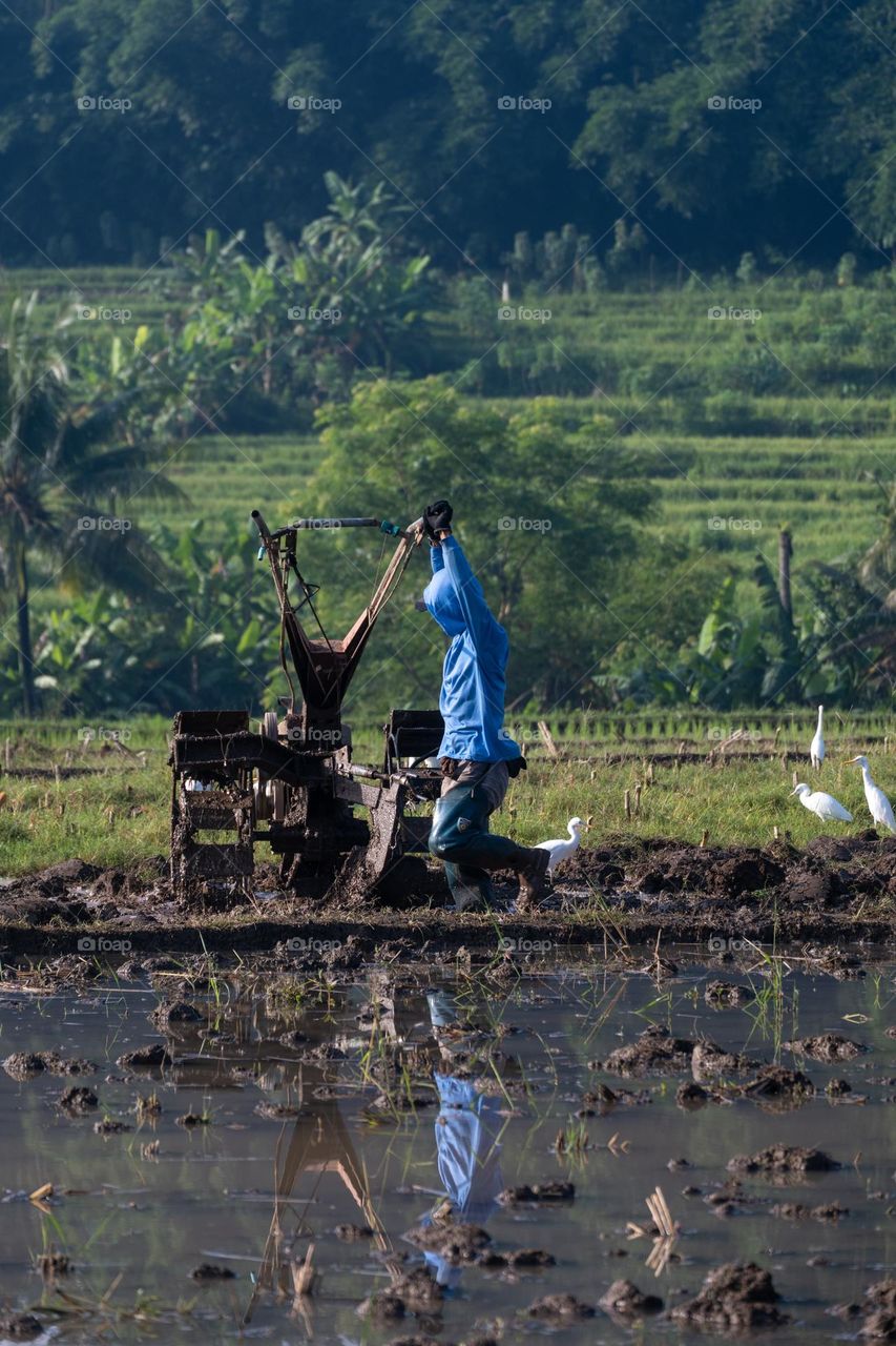 farmer is plowing using a rice field machine in the morning