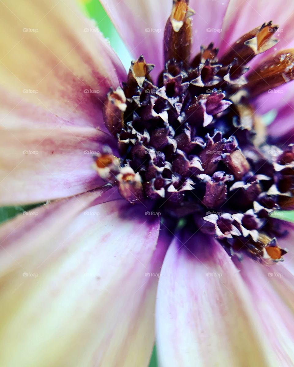 Macro shot of cape marguerite flower blossoms with purple petals. Ornamental plants.