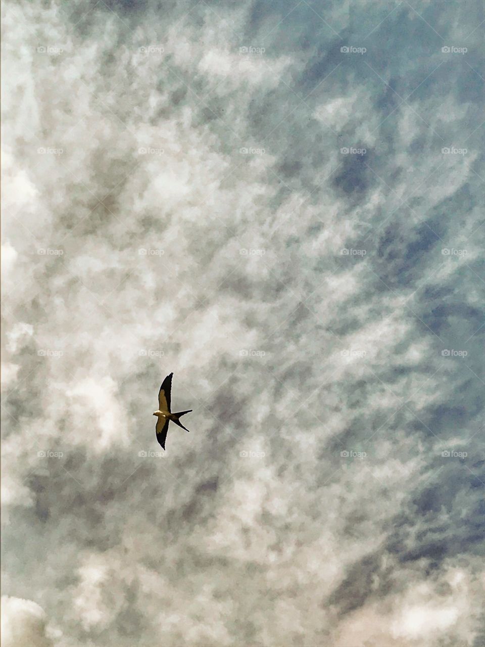 Swallow-tailed Kite Bird