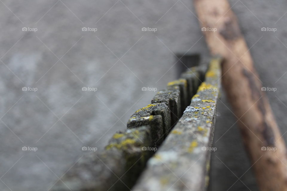 Macro of Moss and lichen on old rotten wood