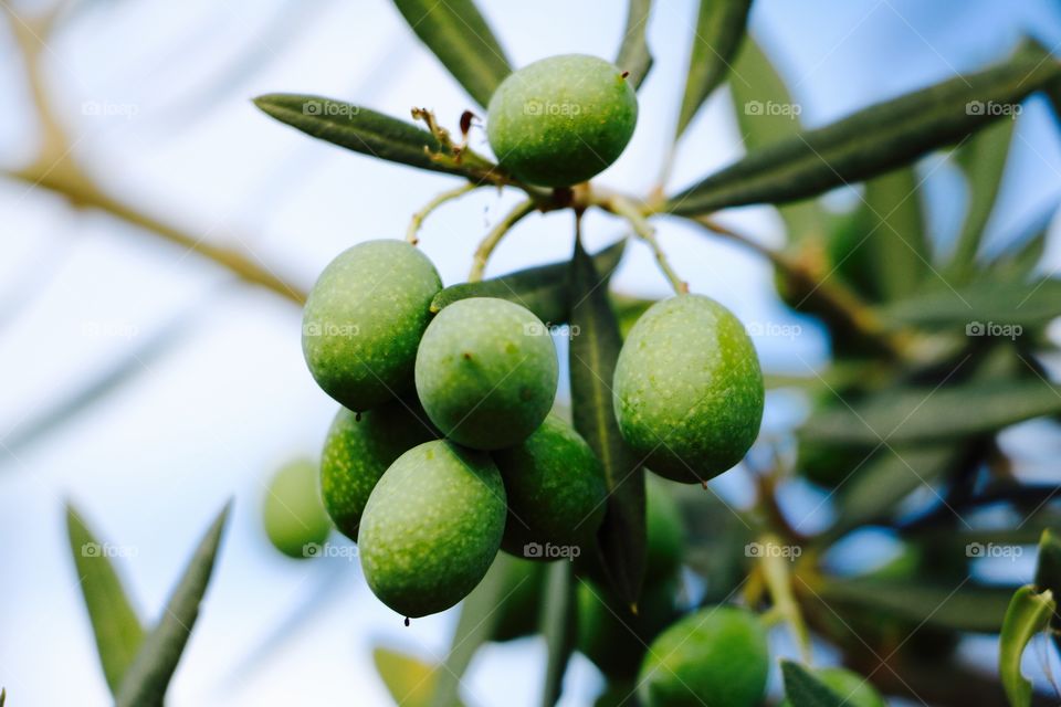 Olives 