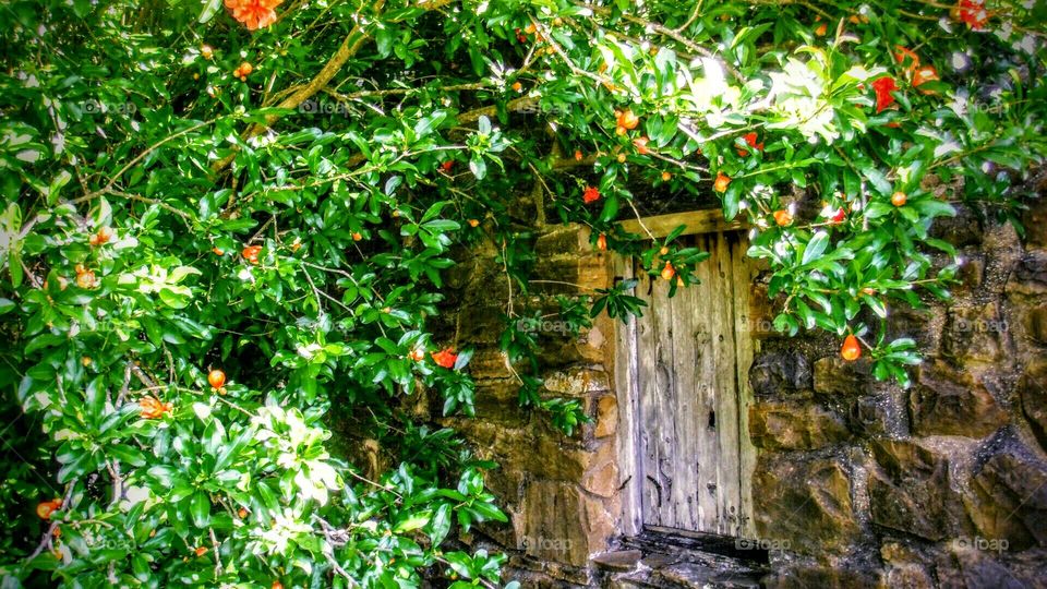 World Heritage Site: Spanish Mission window with a very mature pomegranate bush growing next to it.