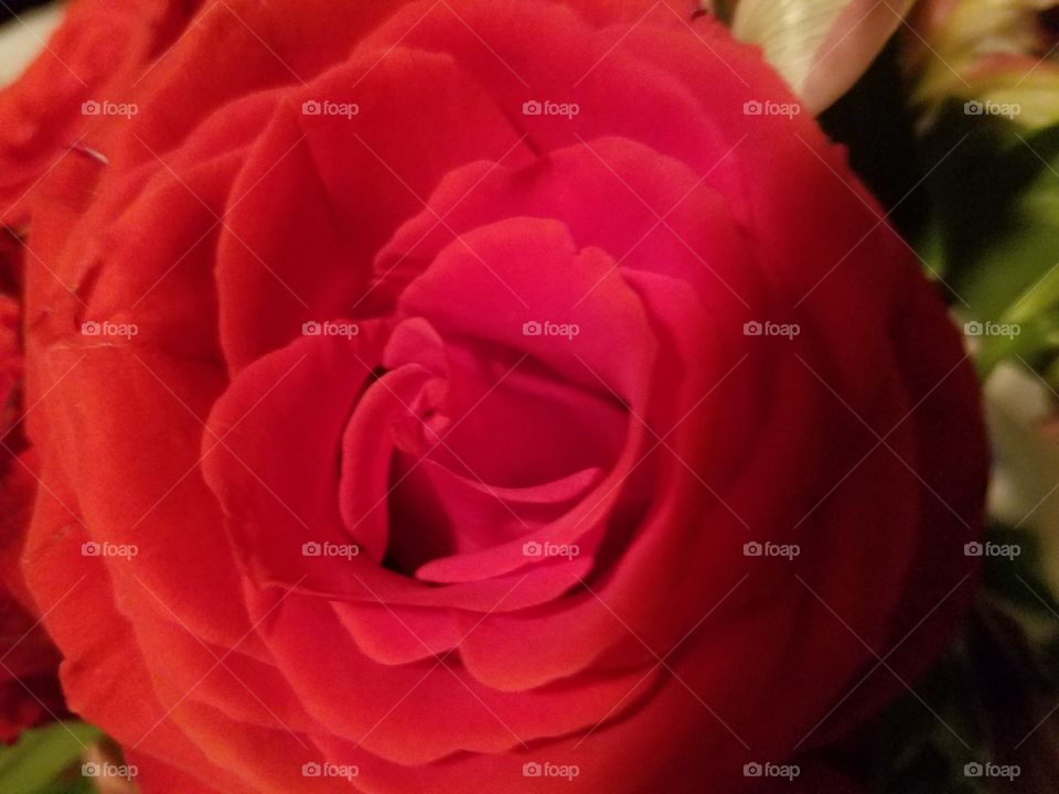 beautiful red rose