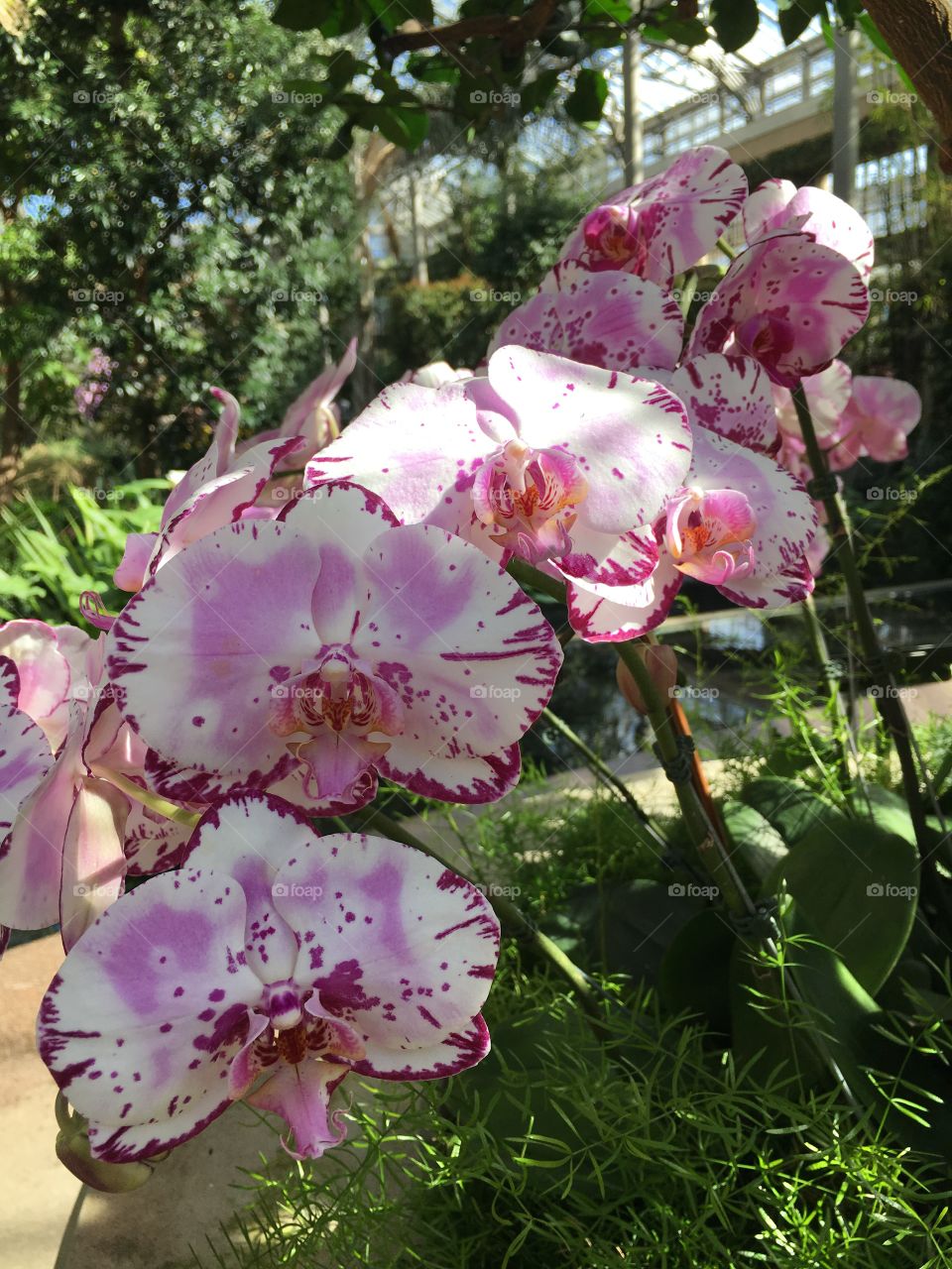 Orchids