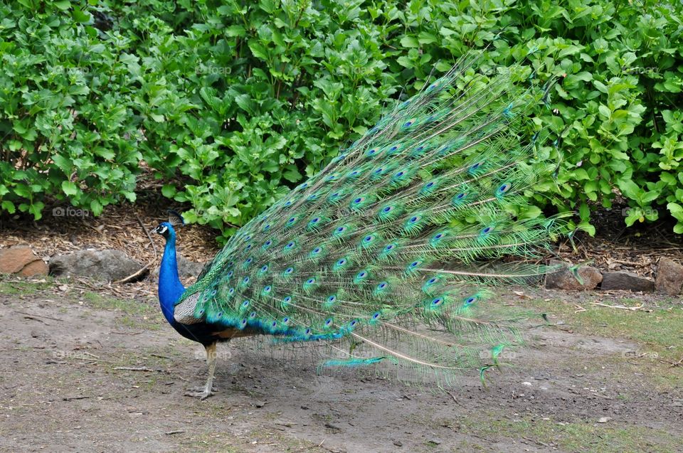 Peacock fanning his feathers 