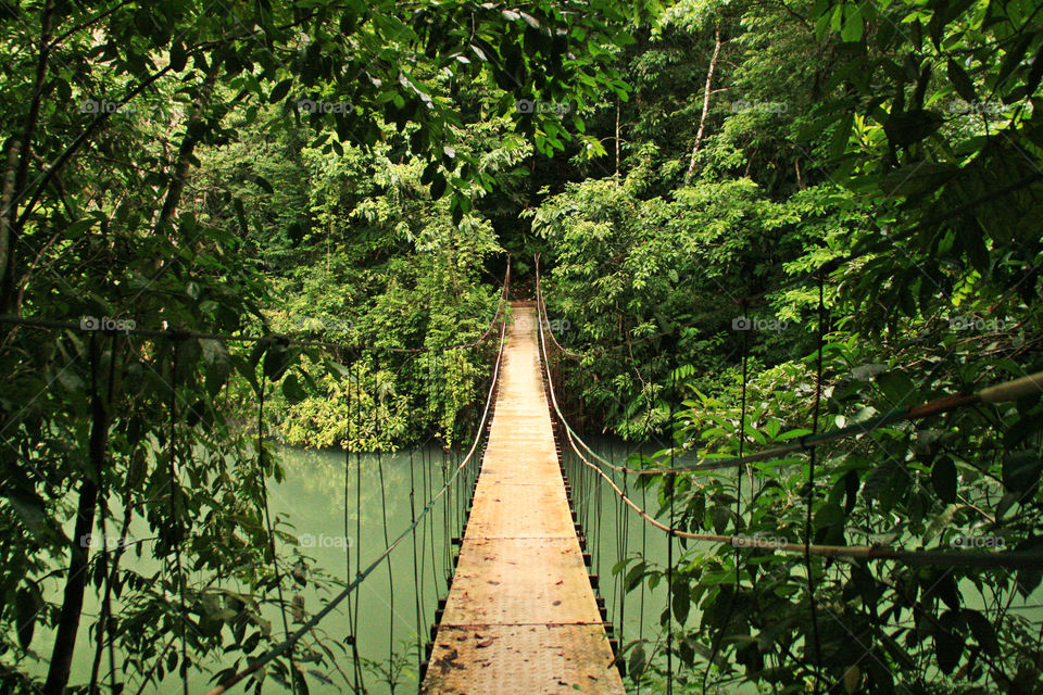 Foot bridge over river in forest